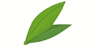 Pandan Leaf